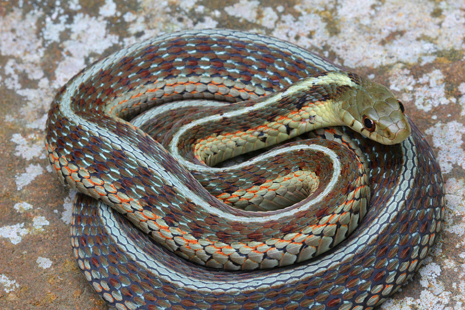 Eastern Garter Snake
